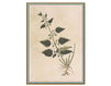 Wallpaper Iksel   Renaissance Herbier RH 36 Oriental / Japanese / Chinese