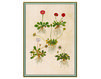 Wallpaper Iksel   Renaissance Herbier RH 23 Oriental / Japanese / Chinese