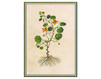 Wallpaper Iksel   Renaissance Herbier Rh 24 Oriental / Japanese / Chinese