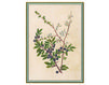 Wallpaper Iksel   Renaissance Herbier RH 14 Oriental / Japanese / Chinese